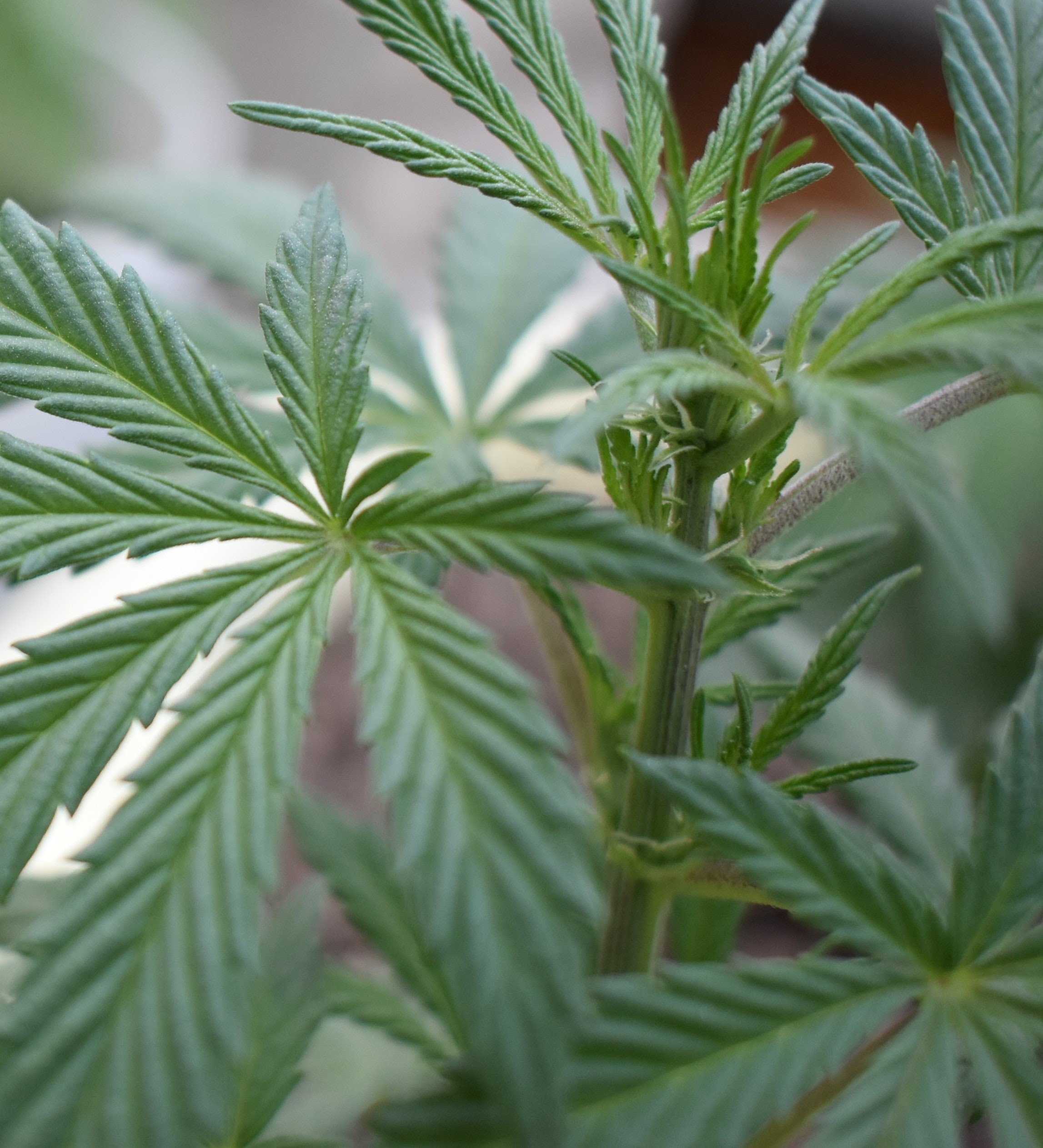 marijuana grown using automated grow system